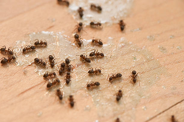 Best Wasp Removal Services  in New Castle Northwest, PA