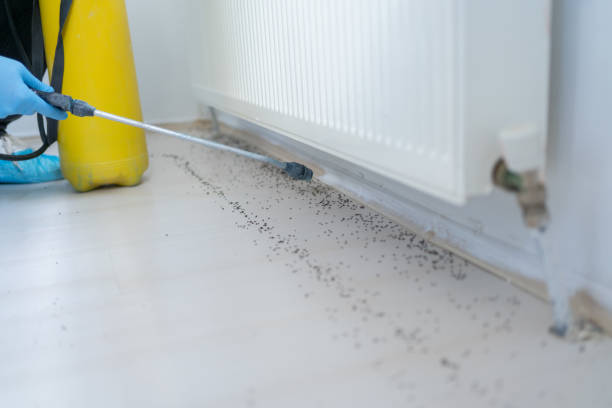 Best Ant Control Services  in New Castle Northwest, PA