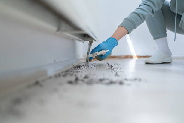 Best Spider Control Near Me  in New Castle Northwest, PA